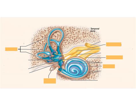 inner ear anatomy quiz.